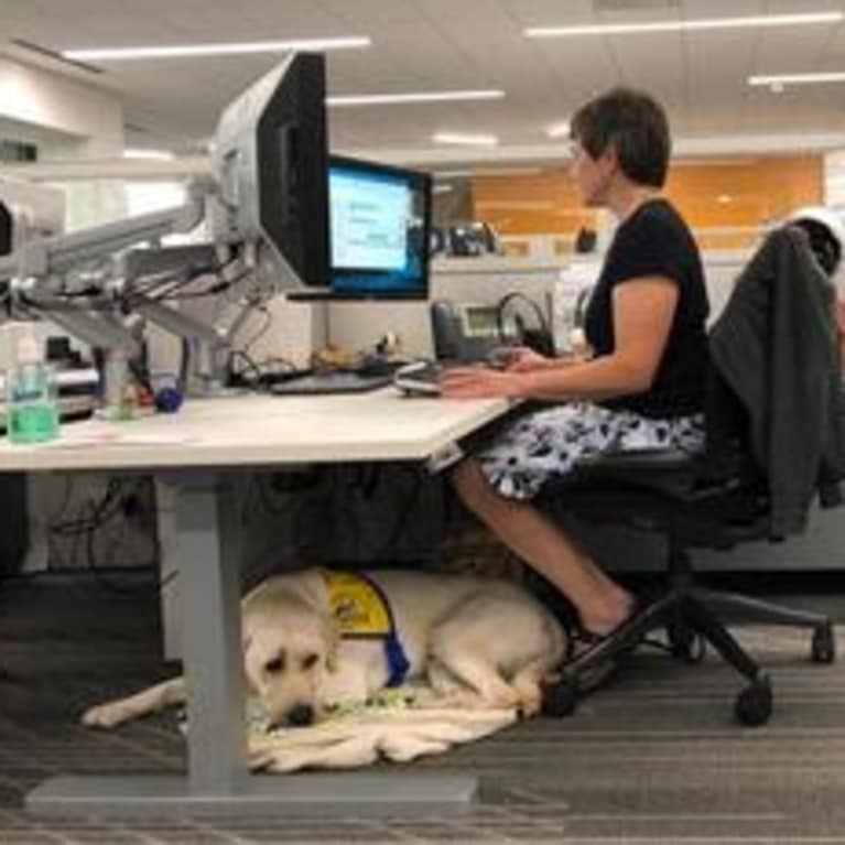Hounded By Service Animal Dilemmas Treat Them Like Other