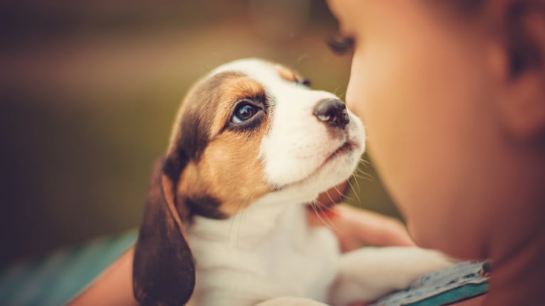 Pawternity Leave Acknowledges Pet Owners Needs
