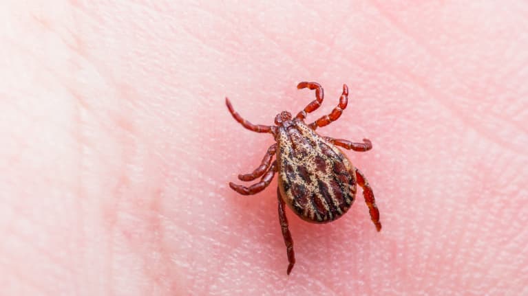 Employee with Lyme Disease May Bring FMLA Retaliation Claim to Trial