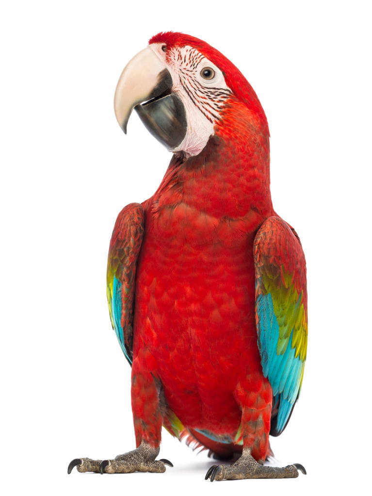 Green-winged Macaw.