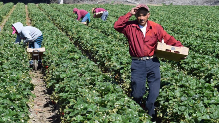 migrant farm workers