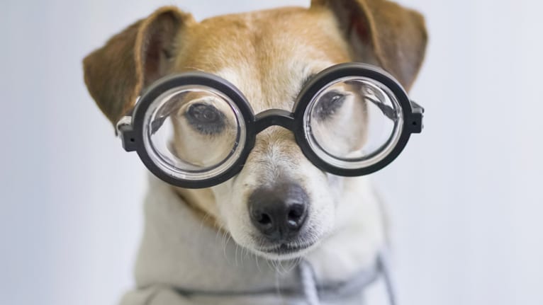 How to Ease Return to Work for Employees With Pets 