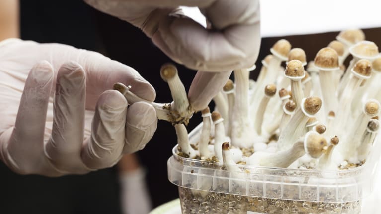 Growing psylocybin mushrooms