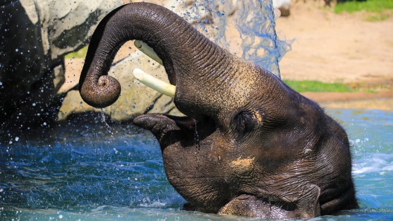 Helping the Herd: Denver Zoo Conducts First Full-Scale Active Shooter Drill