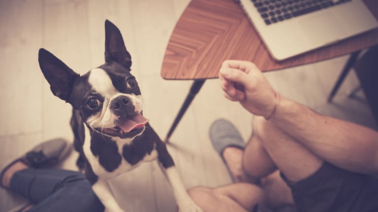dog begging while man works on computer