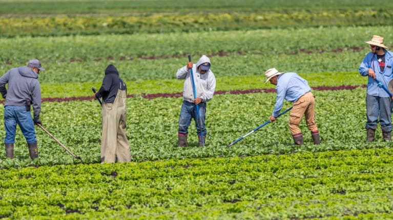 farm workers in field