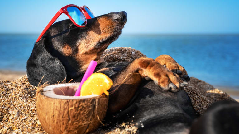 dog on vacation