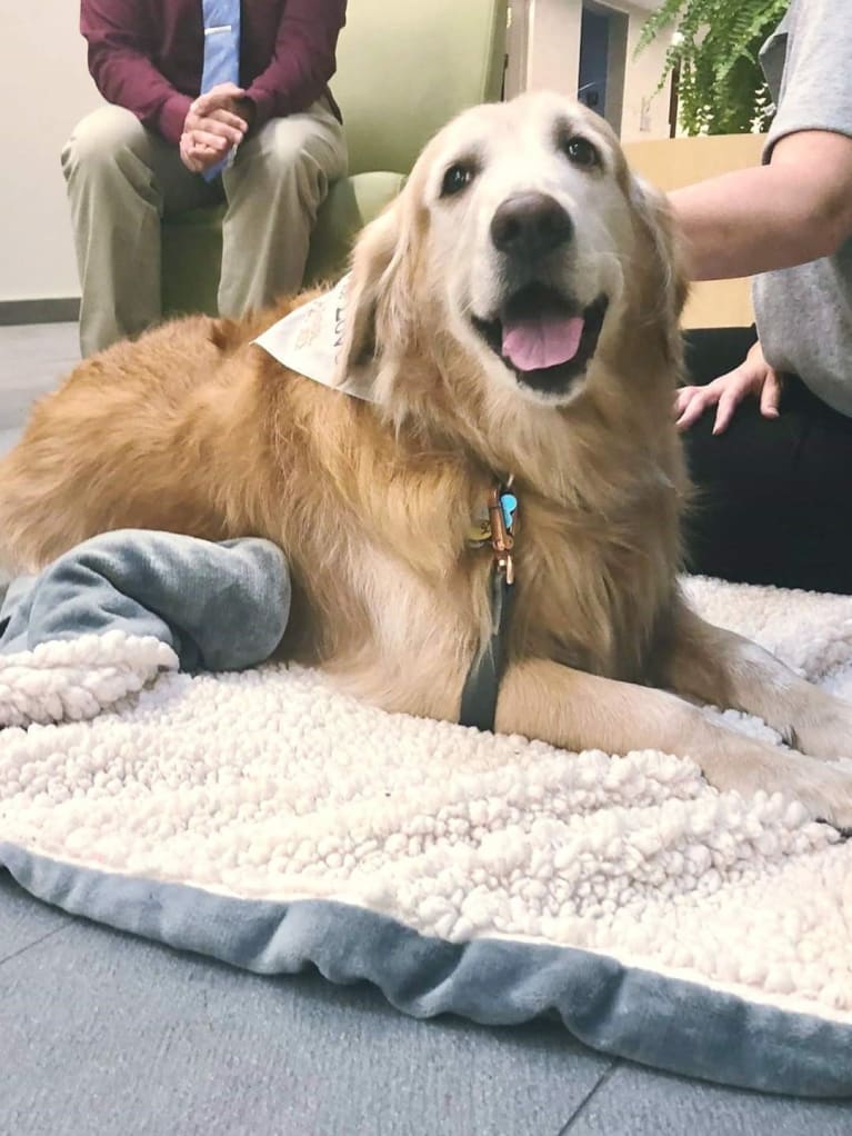 office therapy dog