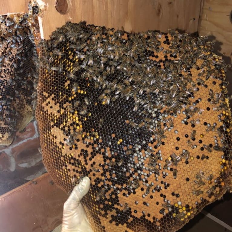 A beehive extracted from within the walls of Invoca. Photo: Super Bee Rescue and Removal