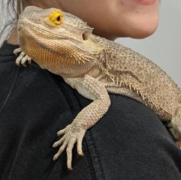 Roxy the bearded dragon at The Critter Depot.