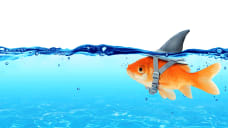 Professional Development Opportunities